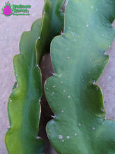 Load image into Gallery viewer, Halley's Comet Dragon Fruit