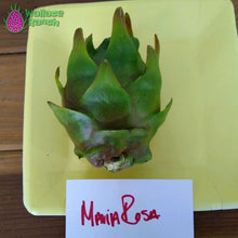 Load image into Gallery viewer, Maria Rosa Dragon Fruit Pitaya Pitahaya