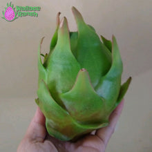 Load image into Gallery viewer, Maria Rosa Dragon Fruit Pitaya Pitahaya