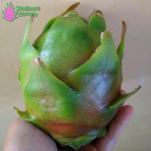 Load image into Gallery viewer, Maria Rosa Dragon Fruit Pitaya Pitahaya