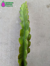 Load image into Gallery viewer, Maria Rosa Dragon Fruit