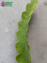 Load image into Gallery viewer, Maria Rosa Dragon Fruit