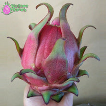 Load image into Gallery viewer, Orejona Dragon Fruit Pitaya Pitahaya