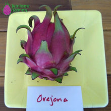 Load image into Gallery viewer, Orejona Dragon Fruit Pitaya Pitahaya