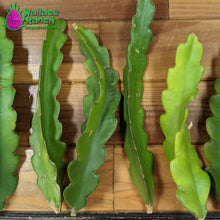 Load image into Gallery viewer, Purple Haze Dragon Fruit