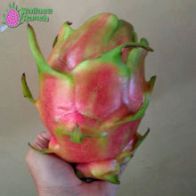 Load image into Gallery viewer, Physical Graffiti Dragon Fruit Pitaya Pitahaya