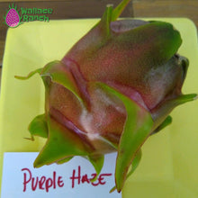 Load image into Gallery viewer, Purple Haze Dragon Fruit Pitaya Pitahaya
