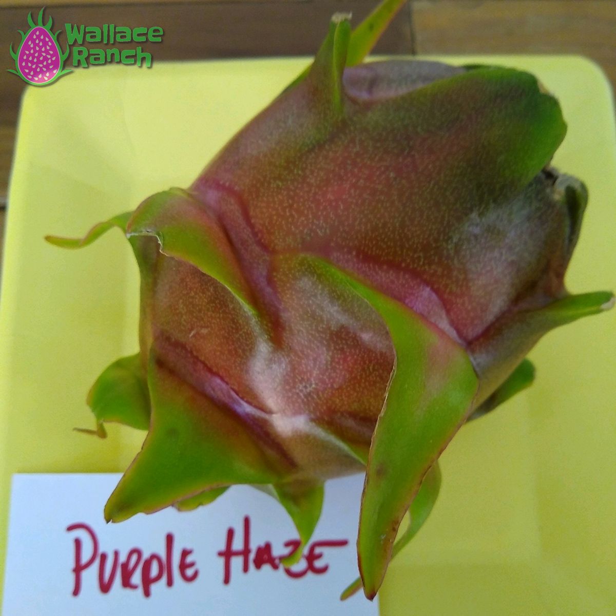 Red Dragon Fruit 2 Cutting 9-14. Purple Haze