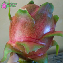 Load image into Gallery viewer, Purple Haze Dragon Fruit Pitaya Pitahaya