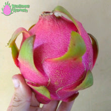 Load image into Gallery viewer, Thai White Dragon Fruit Pitaya Pitahaya