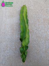 Load image into Gallery viewer, Thai White Dragon Fruit