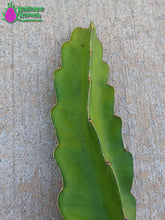 Load image into Gallery viewer, Thai White Dragon Fruit
