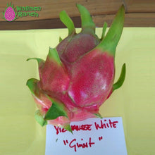 Load image into Gallery viewer, Vietnamese White Giant Dragon Fruit Pitaya Pitahaya