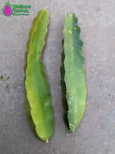 Load image into Gallery viewer, Vietnamese White Giant Dragon Fruit