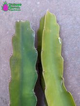 Load image into Gallery viewer, Vietnamese White Giant Dragon Fruit