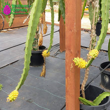 Load image into Gallery viewer, Yellow Dragon Fruit