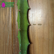 Load image into Gallery viewer, Yellow Colombiana Dragon Fruit