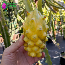 Load image into Gallery viewer, Yellow Colombiana Dragon Fruit
