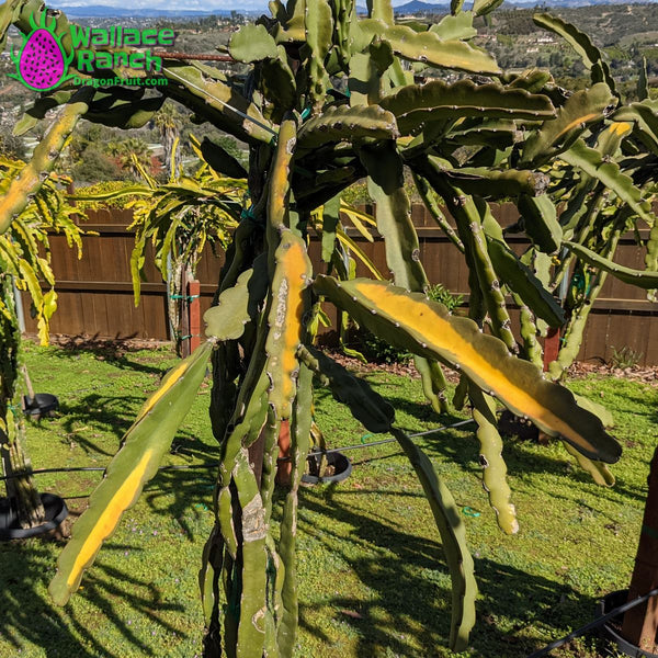 Frost Damage Dragon Fruit