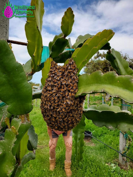 Dragon Fruit Pollinators