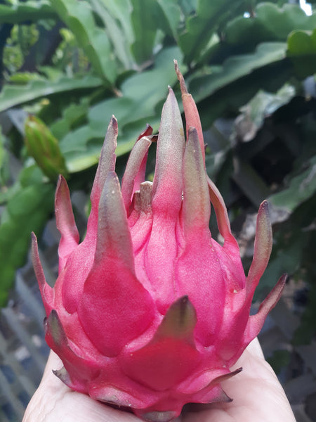 Dragon Fruit Tours of Wallace Ranch Available for 2022