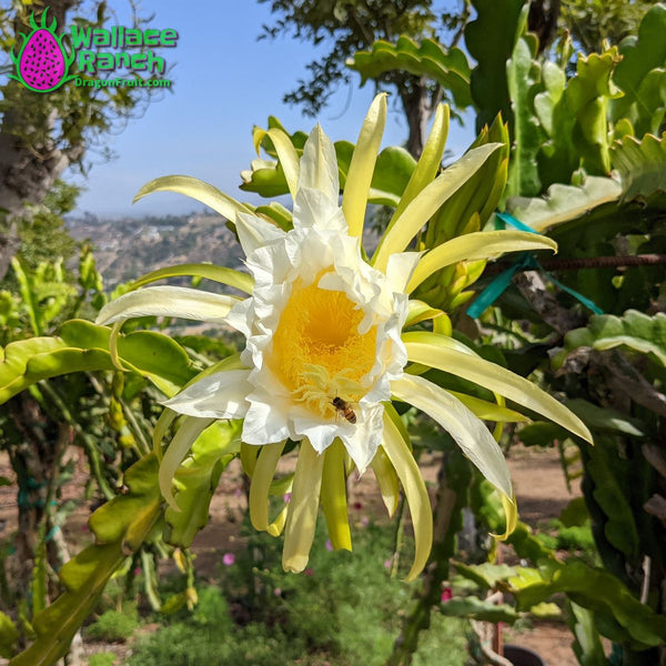 Dragon Fruit Buds and bloom May 26, 2021