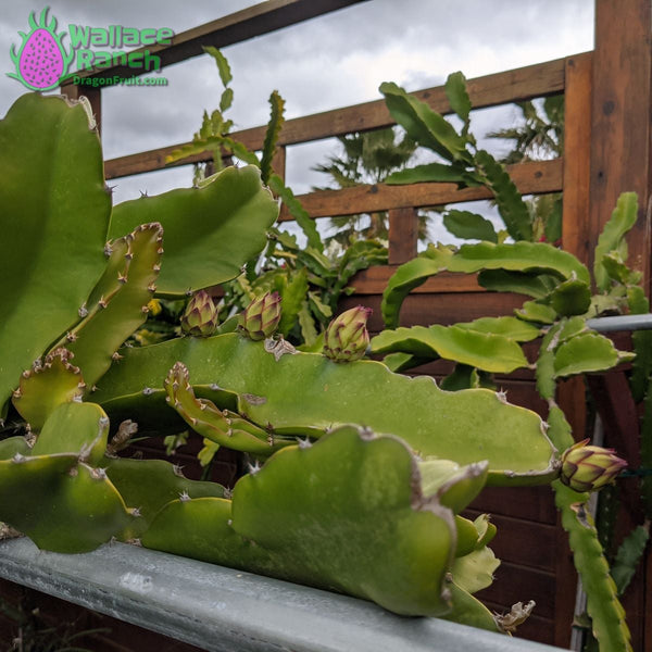 Dragon Fruit Flowers and Buds