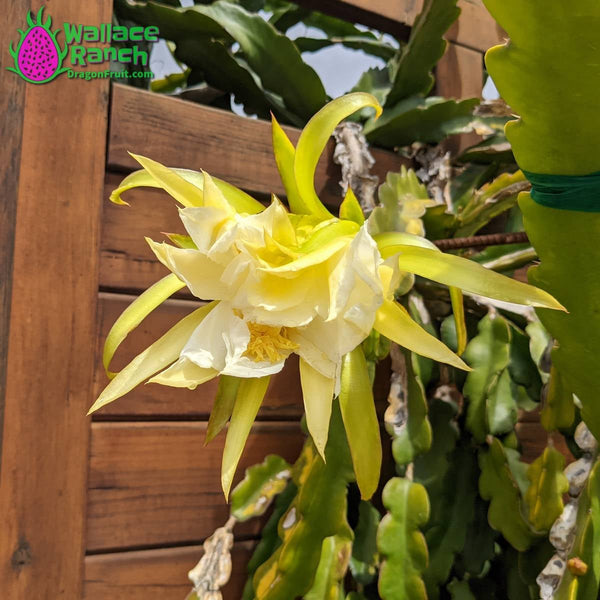 Dragon Fruit Bloom and Fruit