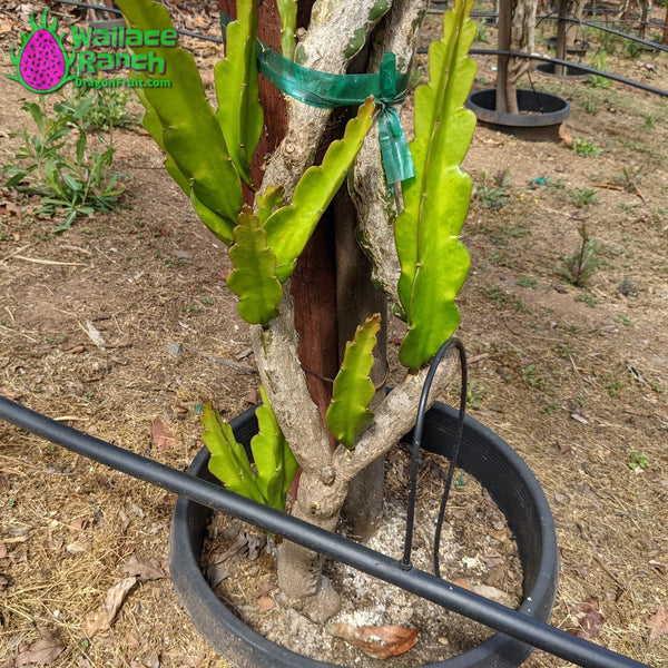 New Dragon Fruit Branch on Mature Plants