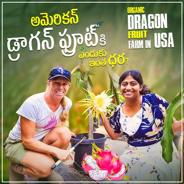 Dragon Fruit Farming USA