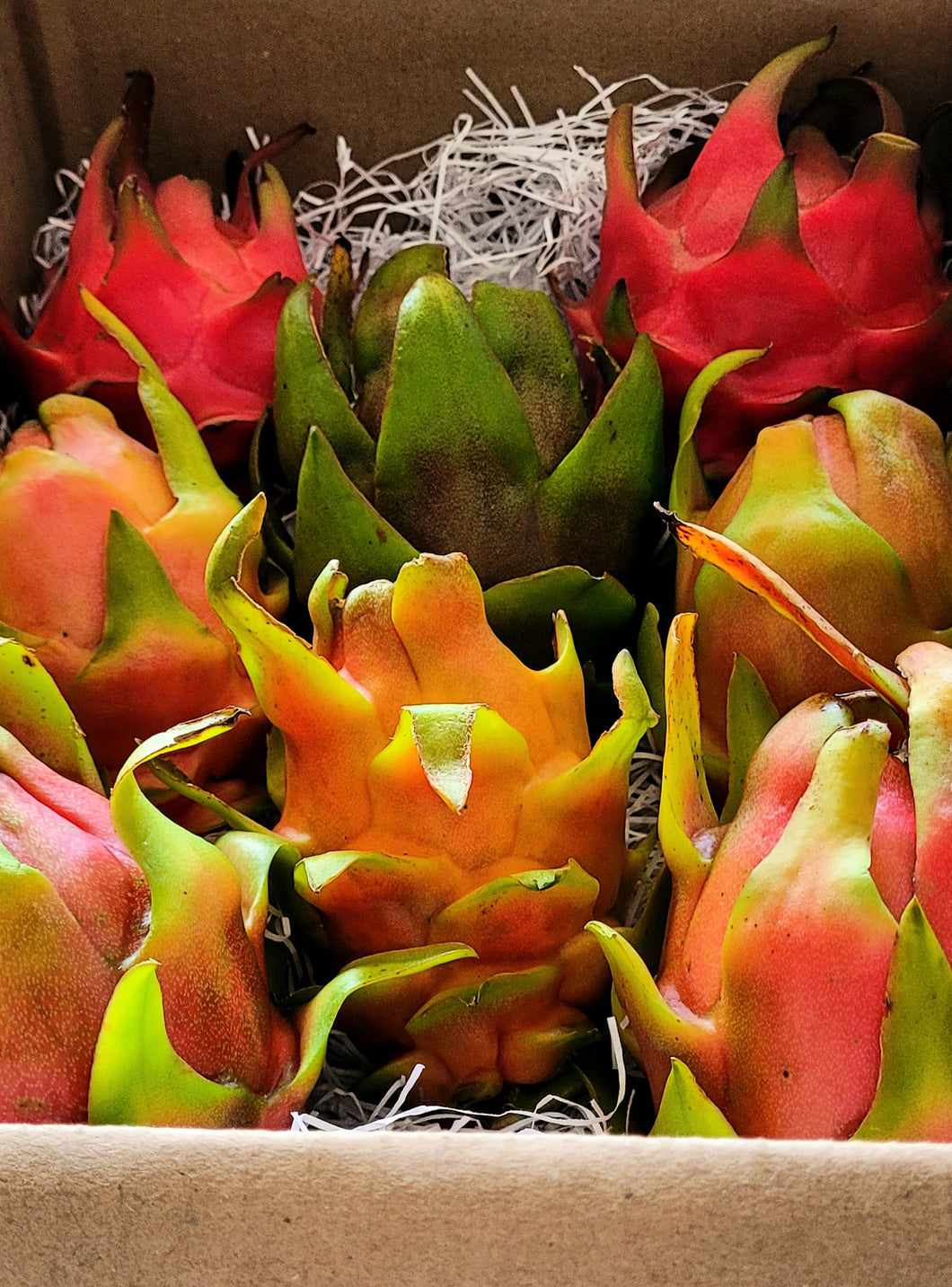 Fresh Dragon Fruit 2, 4 or 6  Pound Box FREE SHIPPING USDA Certified Organic