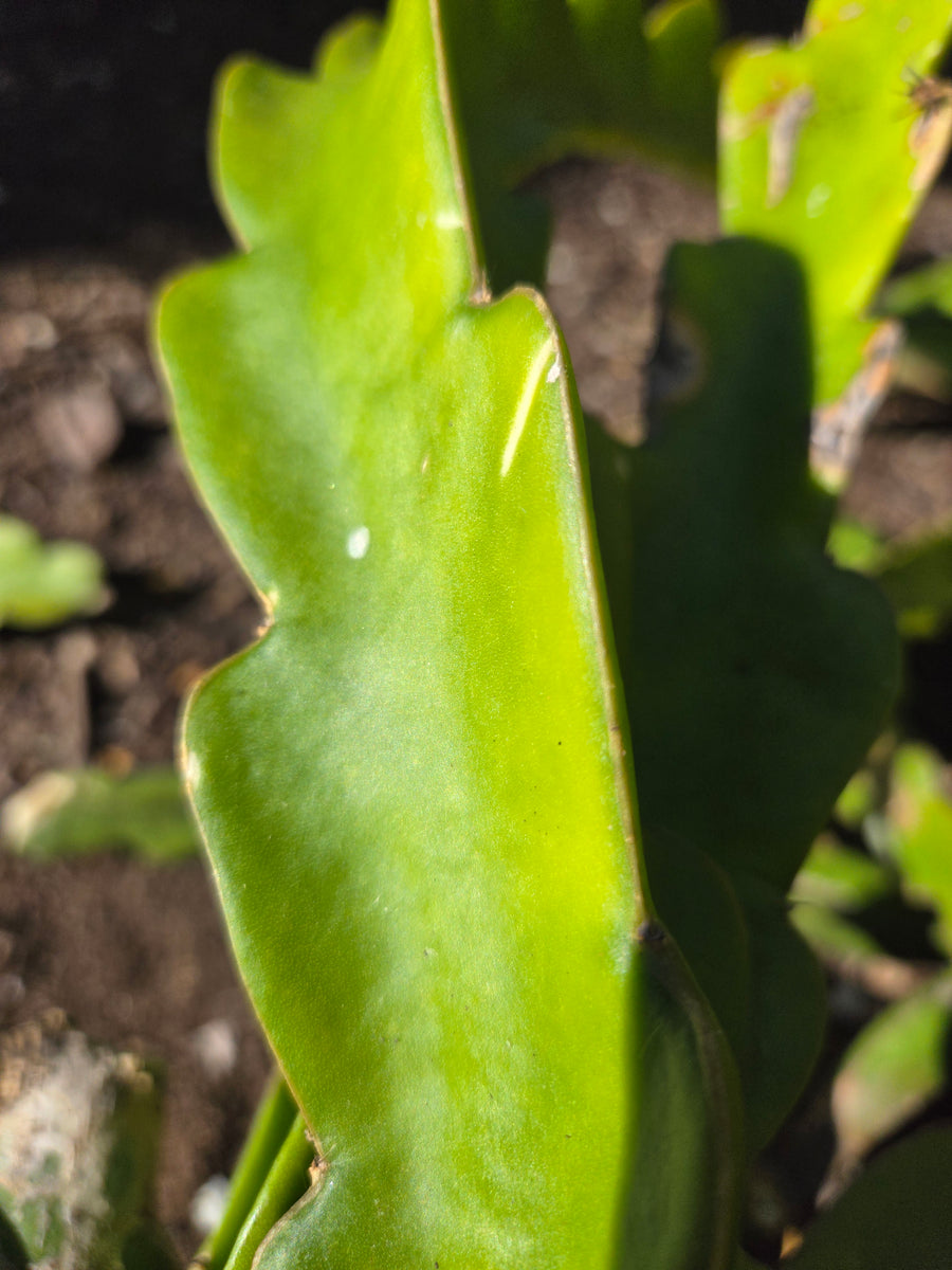 Shayna – Wallace Ranch Dragon Fruit