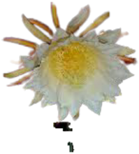 Load image into Gallery viewer, Tricia From Edgar Valdivia Plant Red Flesh
