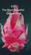 Load and play video in Gallery viewer, ES1 Dragon Fruit Cutting Plant Material
