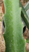 Load image into Gallery viewer, ES1 Dragon Fruit Cutting Plant Material

