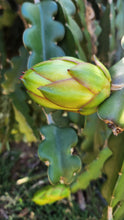 Load image into Gallery viewer, Condor Dragon Fruit Cutting
