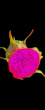 Load image into Gallery viewer, Condor Dragon Fruit Cutting
