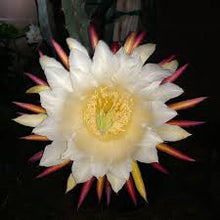 Load image into Gallery viewer, Tricia From Edgar Valdivia Plant Red Flesh
