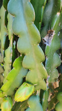 Load image into Gallery viewer, Condor Dragon Fruit Cutting

