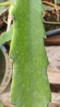 Load image into Gallery viewer, ES1 Dragon Fruit Cutting Plant Material
