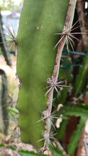 Load image into Gallery viewer, ES1 Dragon Fruit Cutting Plant Material
