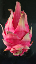 Load image into Gallery viewer, ES1 Dragon Fruit Cutting Plant Material
