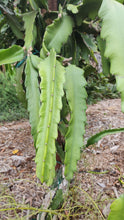 Load image into Gallery viewer, ES1 Dragon Fruit Cutting Plant Material
