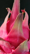 Load image into Gallery viewer, ES1 Dragon Fruit Cutting Plant Material

