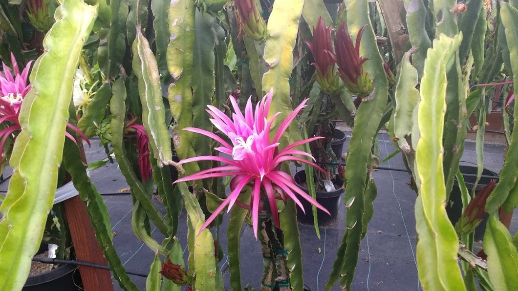 XL Extra Large ROOTED Dragon Fruit Plants ++PICK UP ONLY++