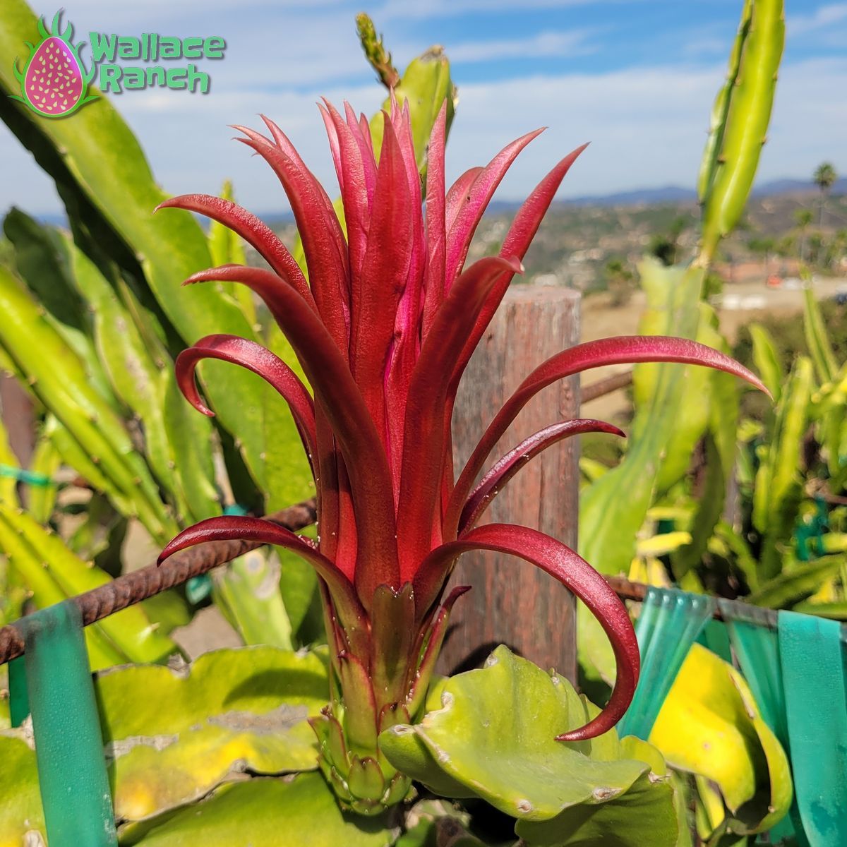 Ax Flower Ax Dragon Fruit – Wallace Ranch Dragon Fruit