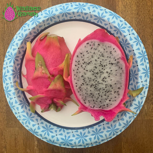 Bien Hoa Dragon Fruit Pitaya Pitahaya