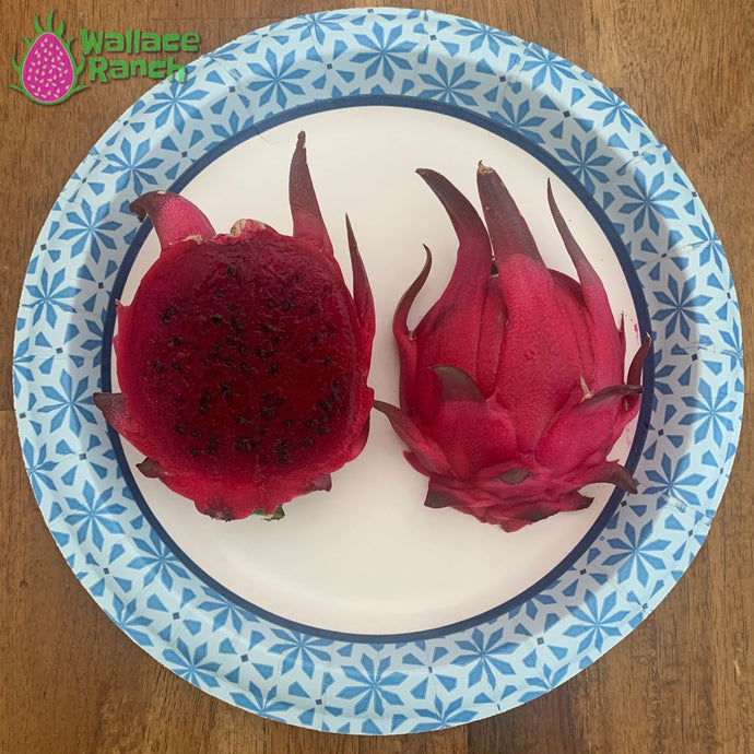 Orejona Dragon Fruit Pitaya Pitahaya