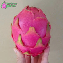 Load image into Gallery viewer, Bien Hoa Dragon Fruit Pitaya Pitahaya
