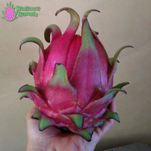 Load image into Gallery viewer, Orejona Dragon Fruit Pitaya Pitahaya
